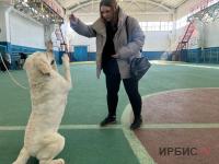 Выставка собак проходит в Павлодаре